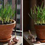 10 Best Smelling Houseplants To Perfume Your Home