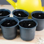 Why EVERYONE Should Grow Nasturtiums in Their Yard