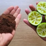 One of these almost forgotten treasures is the carob, an ancient fruit packed with remarkable nutritional properties